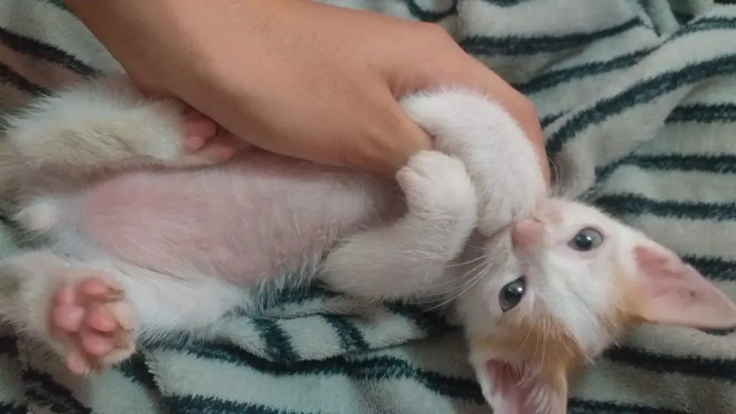 Doação de gatinhos  - Foto 3