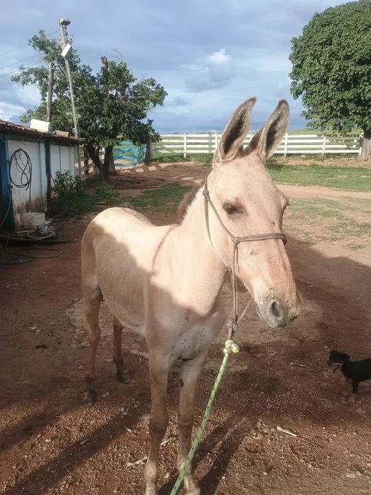 burro novo - Foto 3