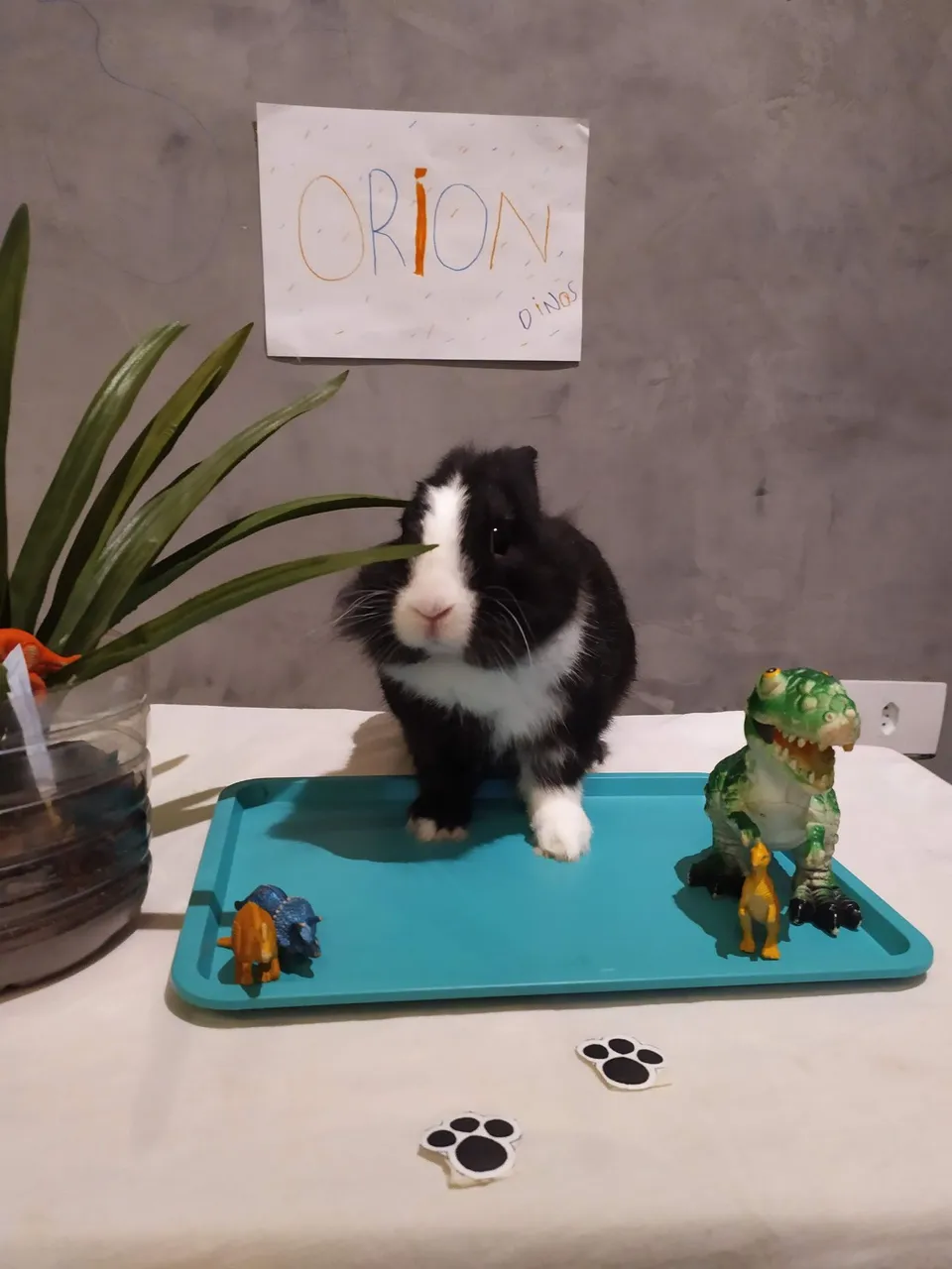 Coelhinho - Um amigo fofo e divertido!