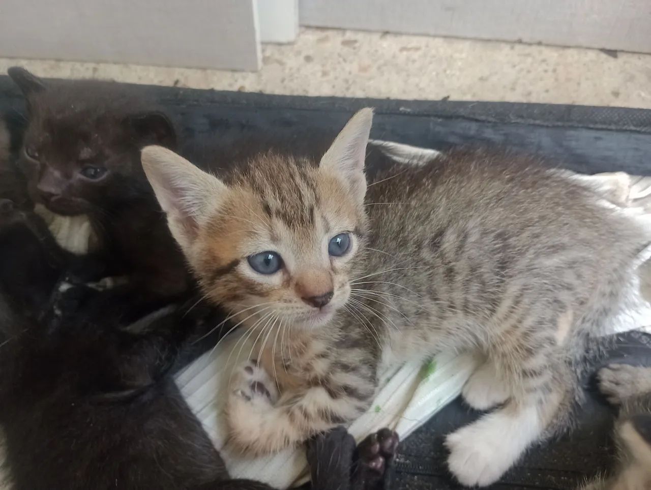 Gatinhos fofinhos para adoção - Foto 3