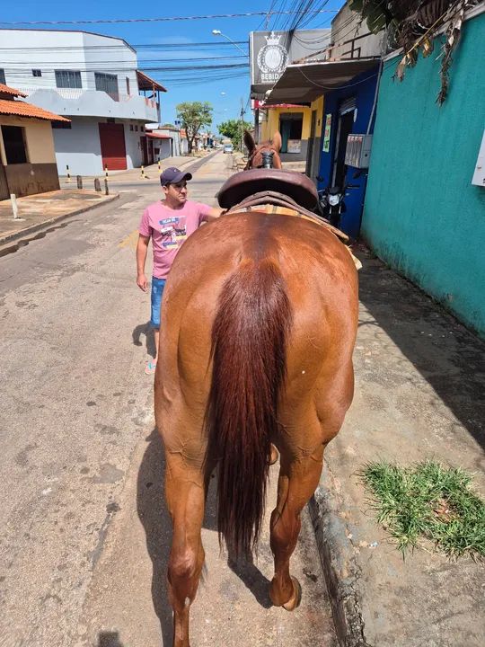 Cavalo PSI top - Foto 4