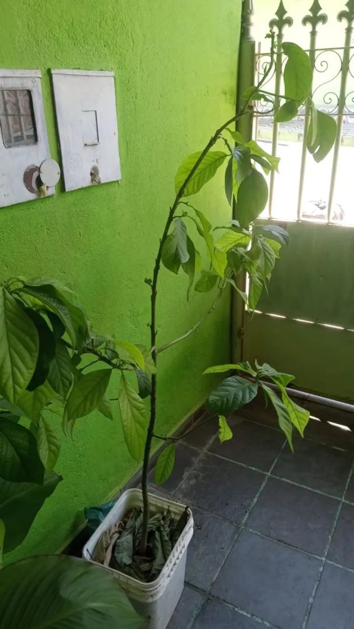  Abacate Manteiga 1.80mts - Foto 2