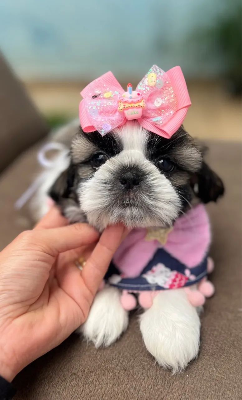 Fêmea de Shih Tzu  - Foto 3