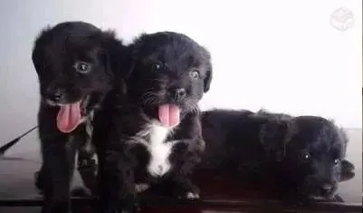 Sabadou de ofertas poodles com maltês entrega gratis zap (85)99990.2592