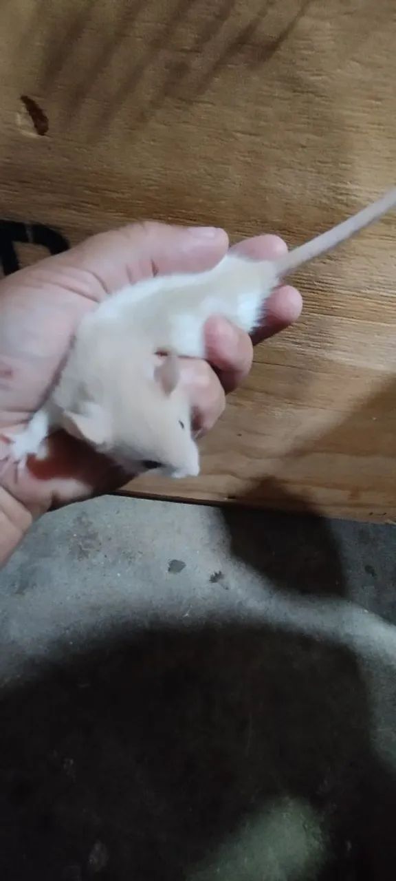 Filhotes de ratos Twisters  - Foto 2