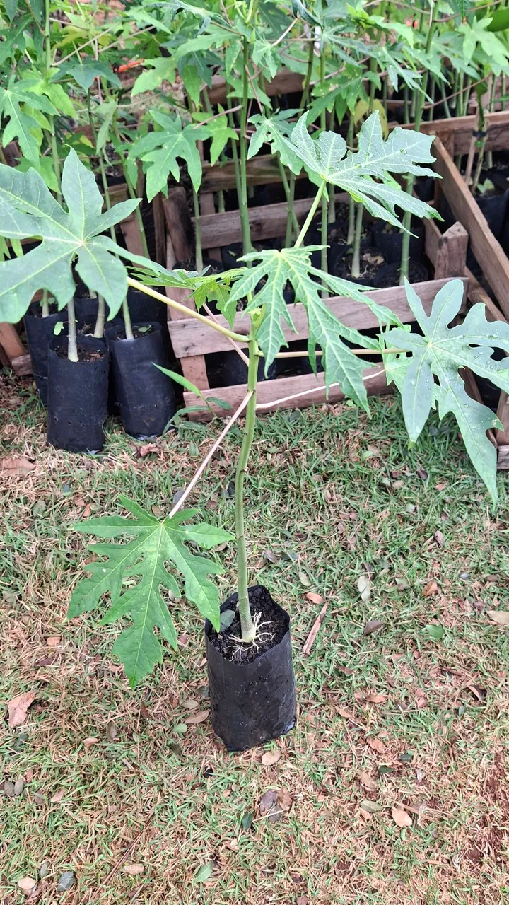 Mudas de Mamão anão ou papaia- Seu pomar começando aqui!