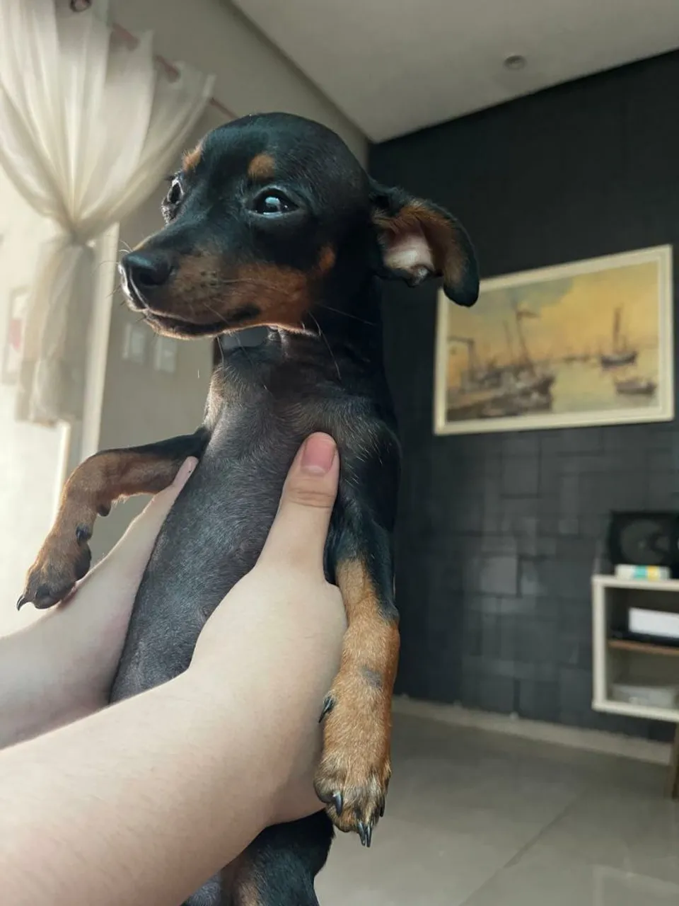 Pinscher Miniatura Adorável
