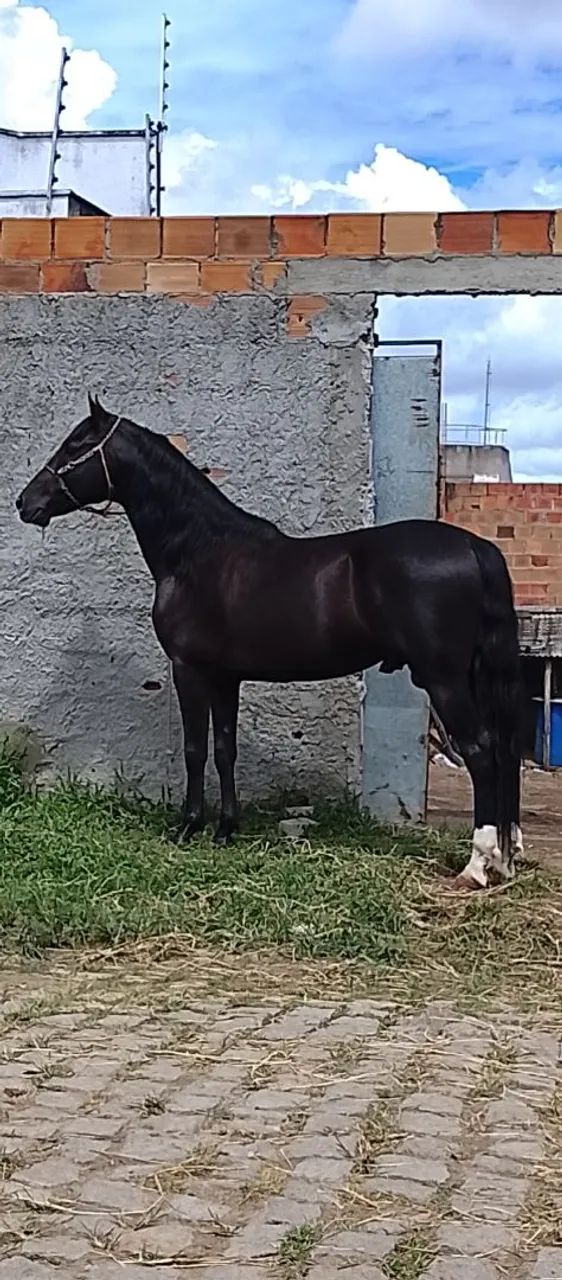 Cavalo  - Foto 5