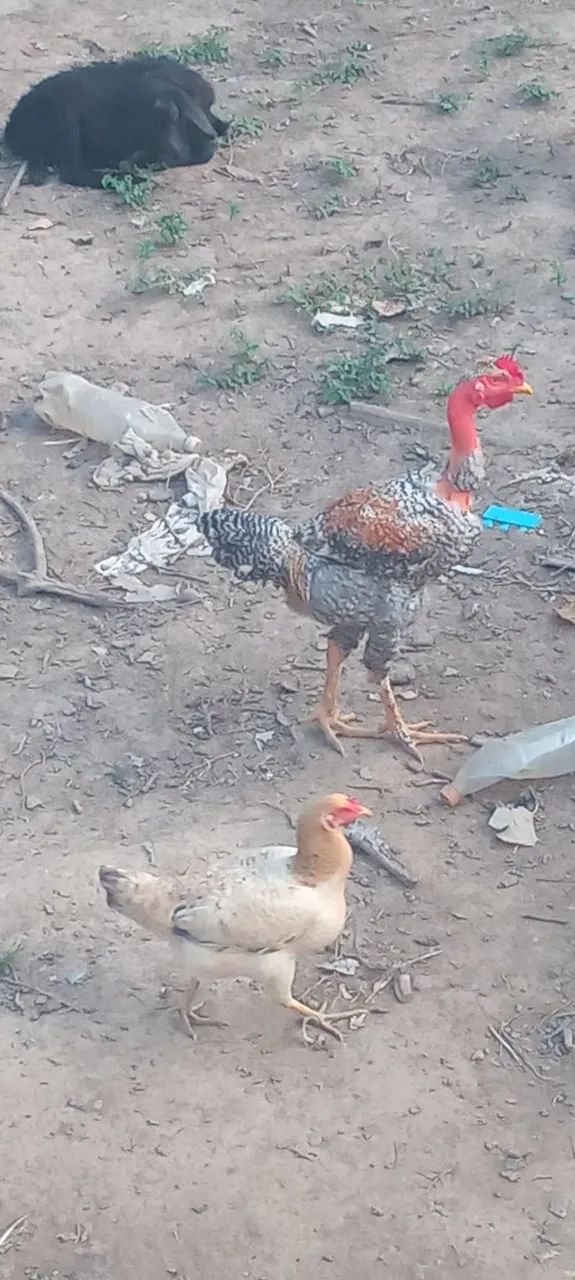 Vendo esse frango  - Foto 3