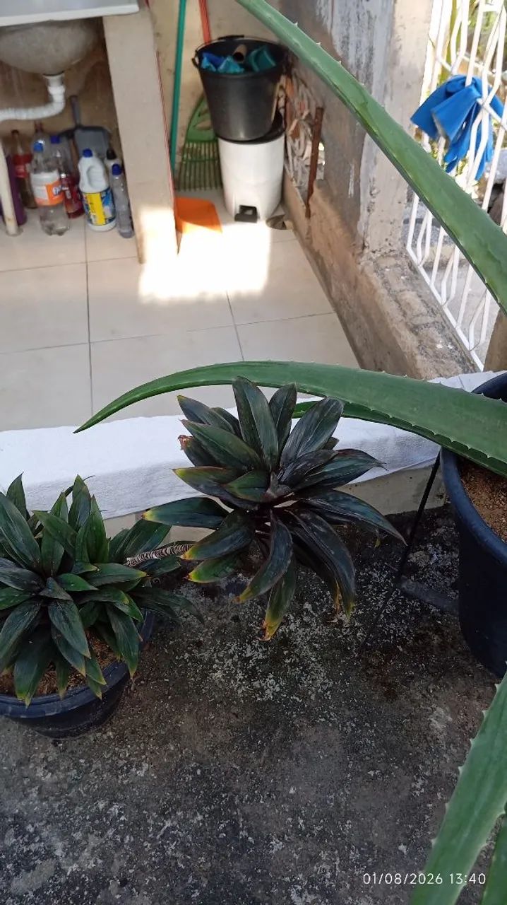 Planta  - Foto 2