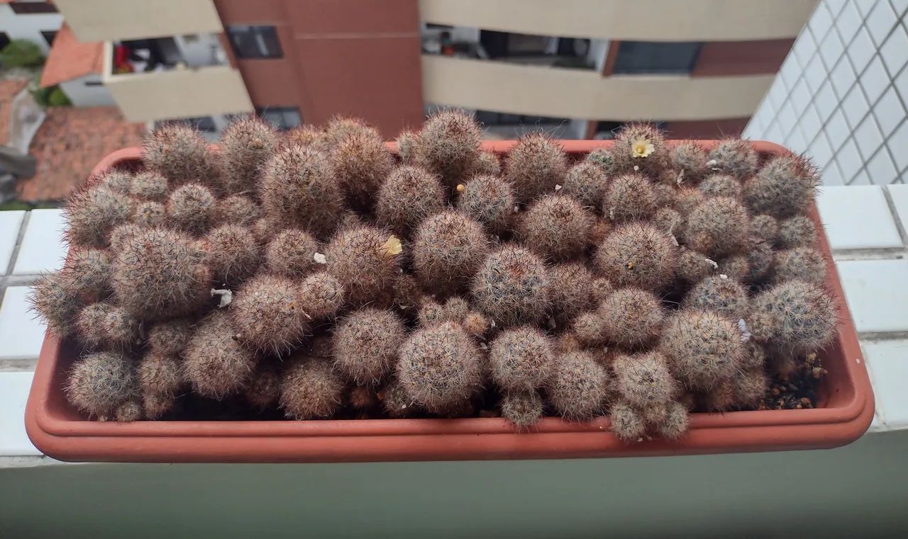 Planta: Cactos com Flores  - Foto 2