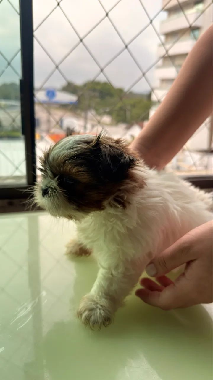 SHIH TZU MACHO  - Foto 3