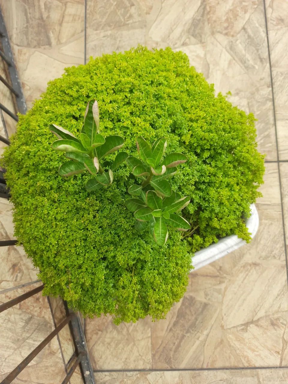 Vaso de Plantas - Foto 4