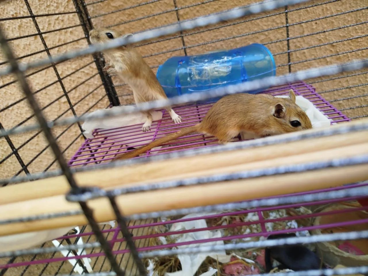 Gerbil gerbis