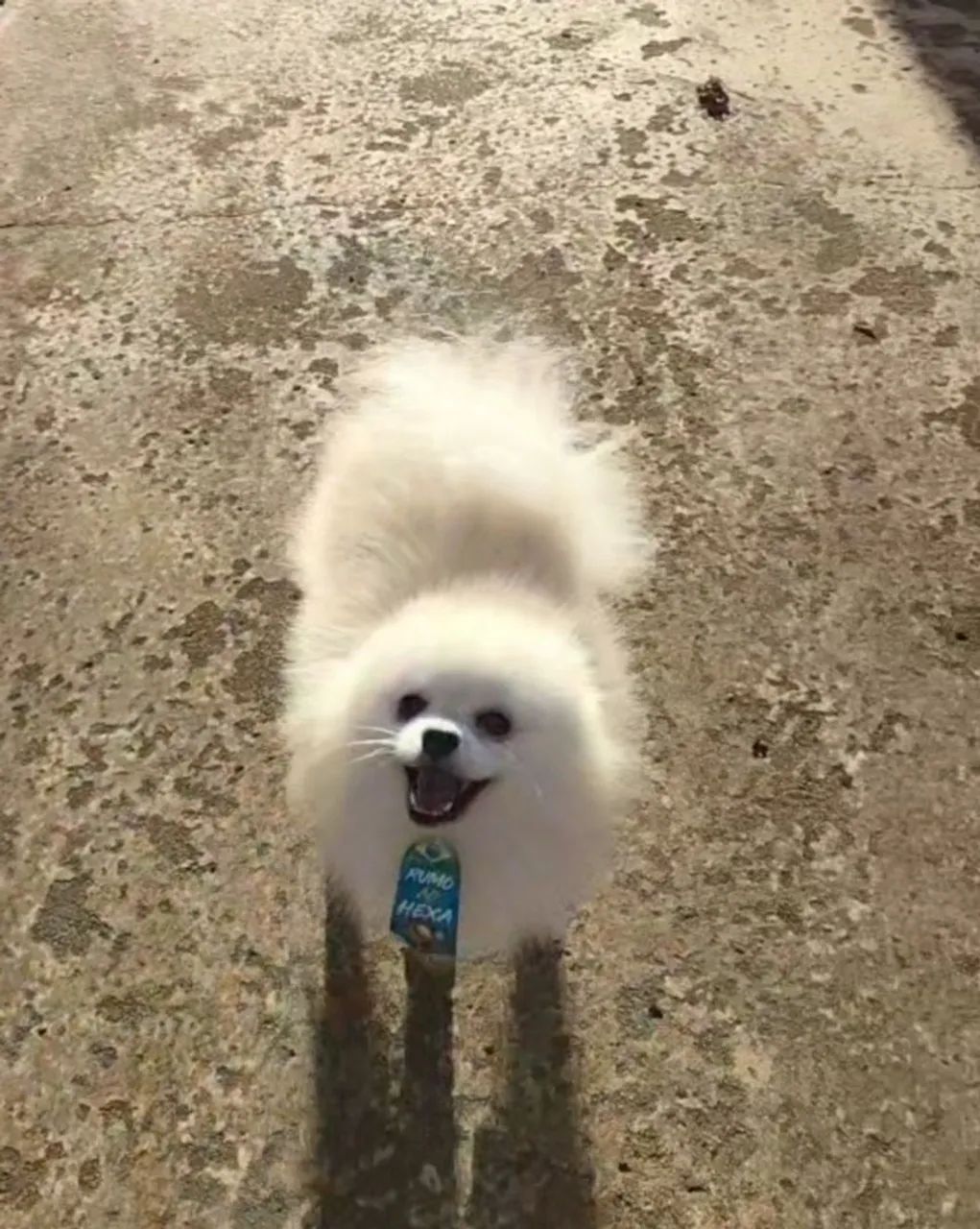 Spitz alemão com pedigree e microchip - Foto 2