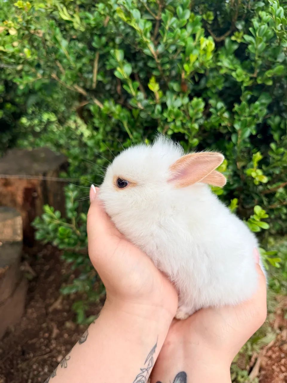 Vendo coelhos mini laion anão  - Foto 5