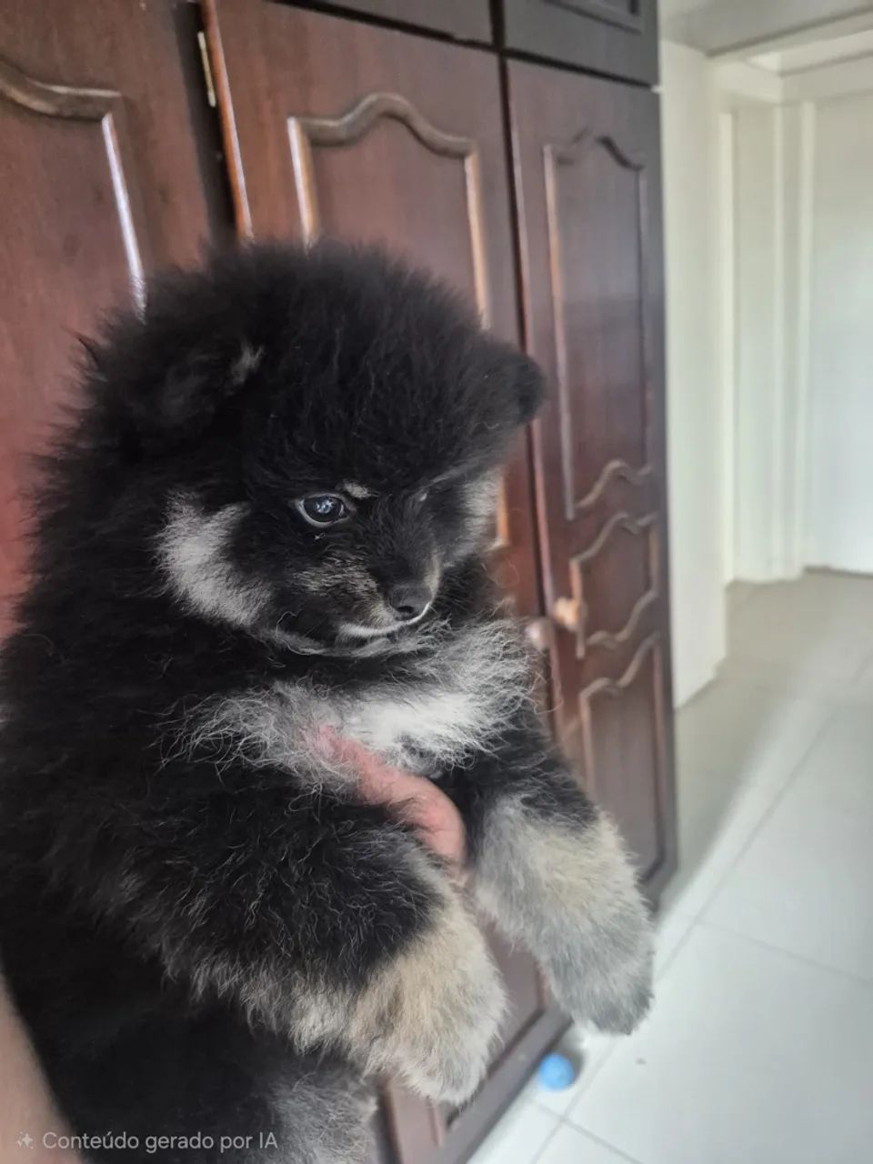 Spitz black and than 