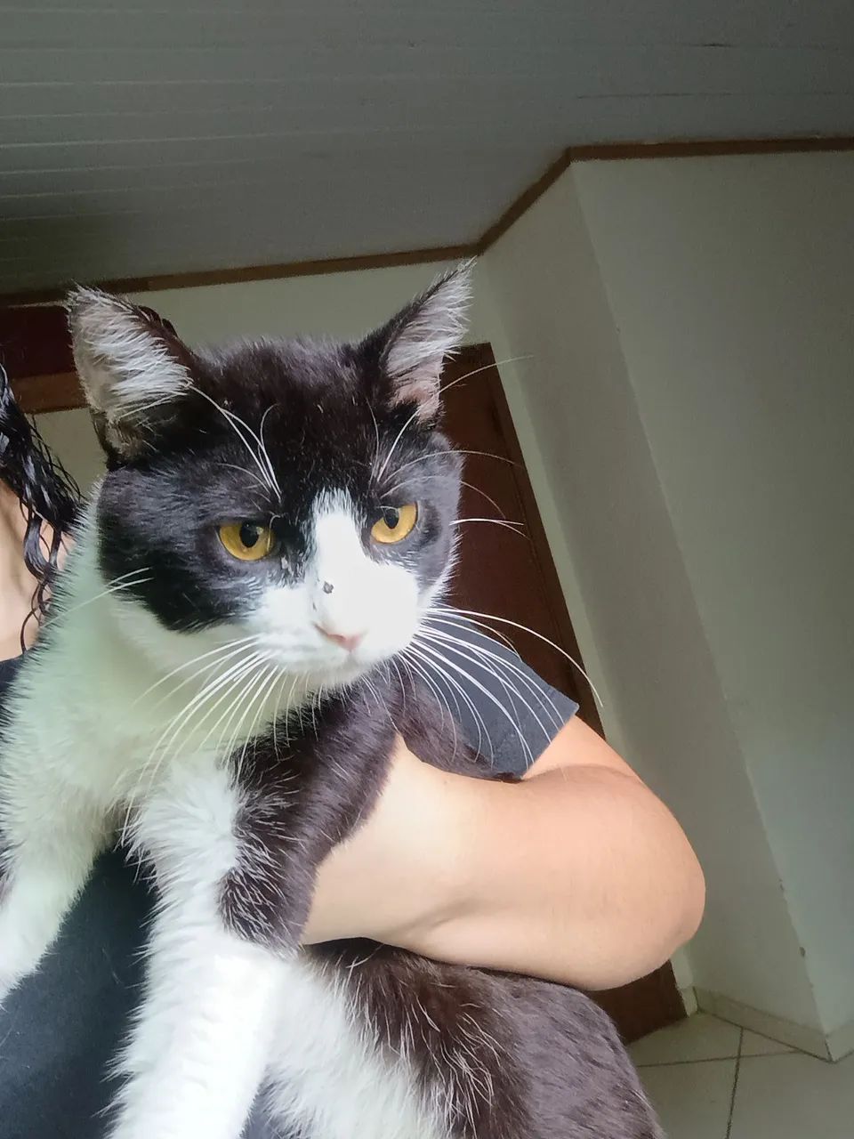 Doação de gatinhos 