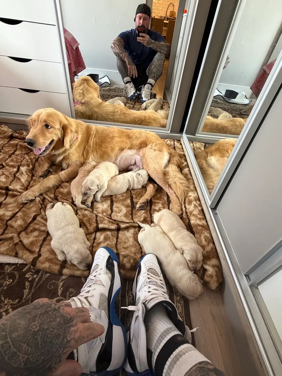 Filhotes de golden  - Foto 4