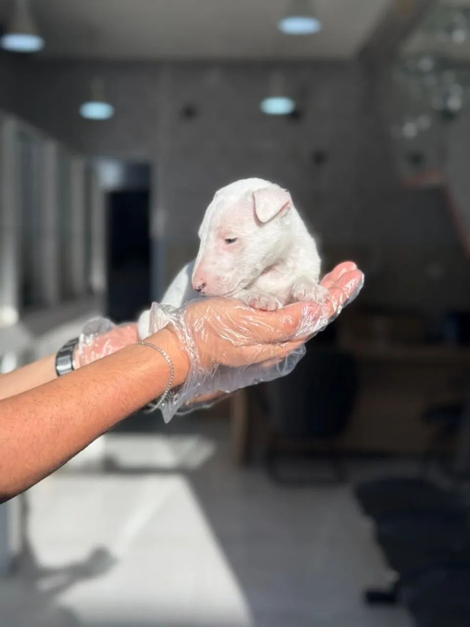 Lindos filhotes de Bull Terrier-Um Novo Amor Chegando na Sua Casa - Filhotes com Seguranç - Foto 2