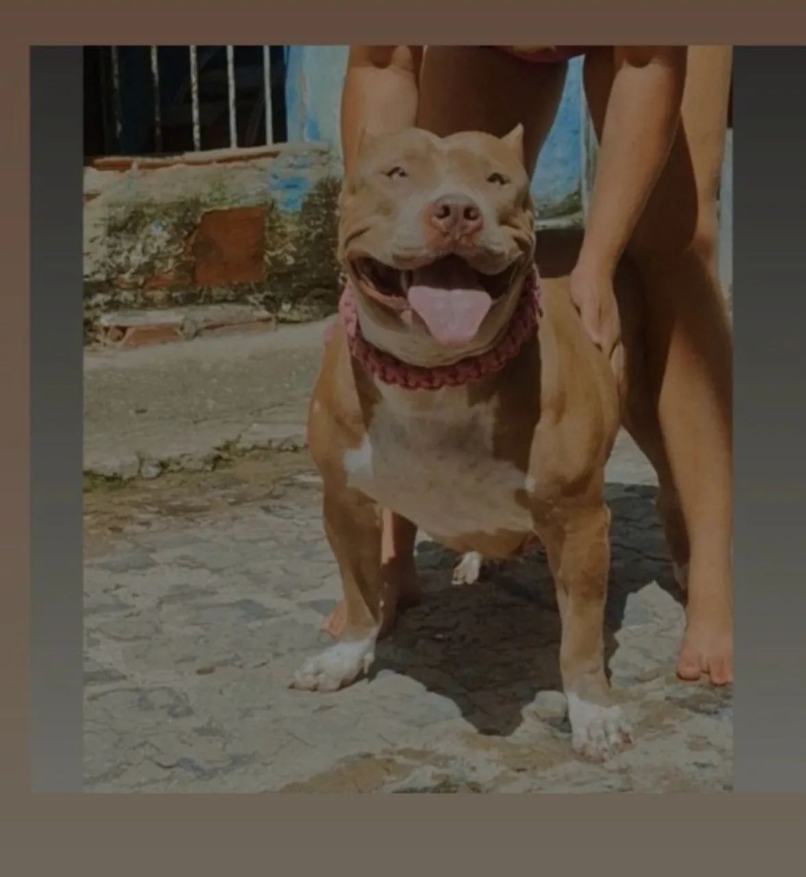 FILHOTES DE PITMONSTER 
