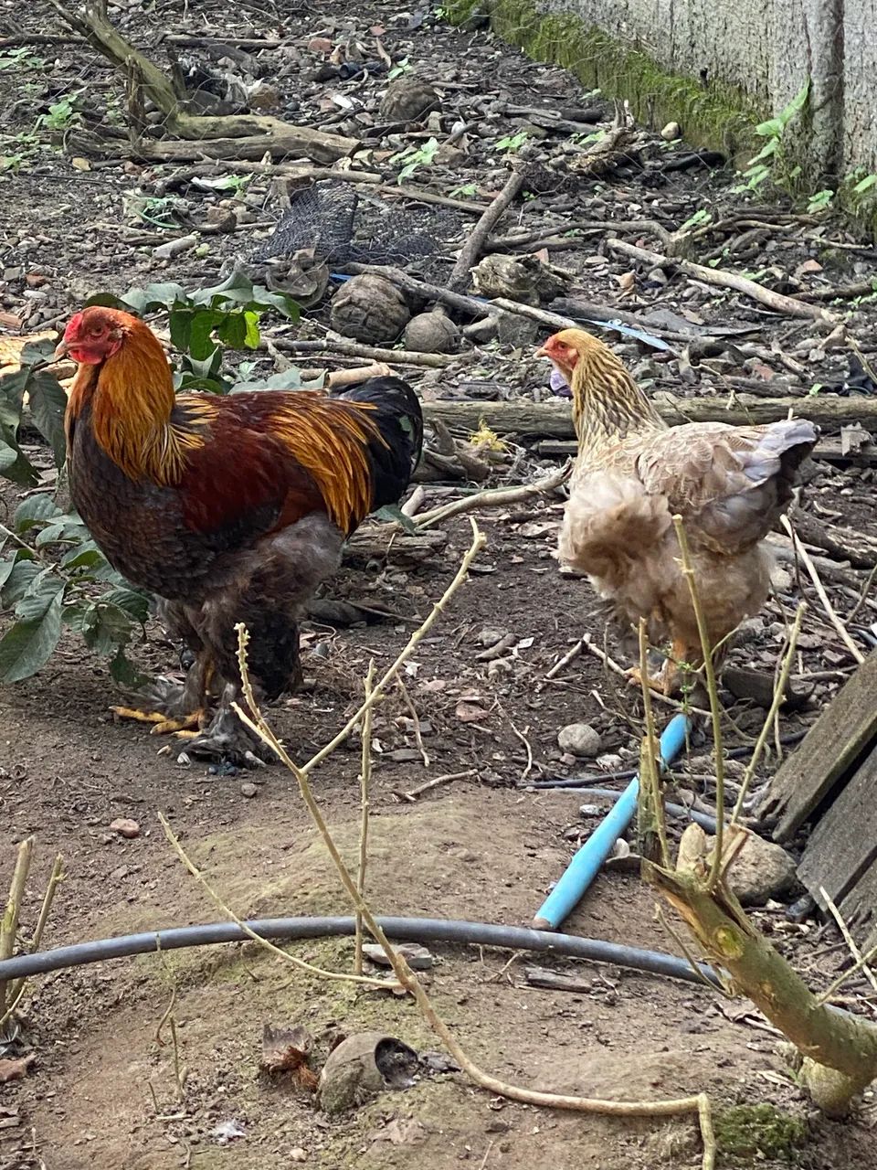 Casal de Brahma Perdiz Azul