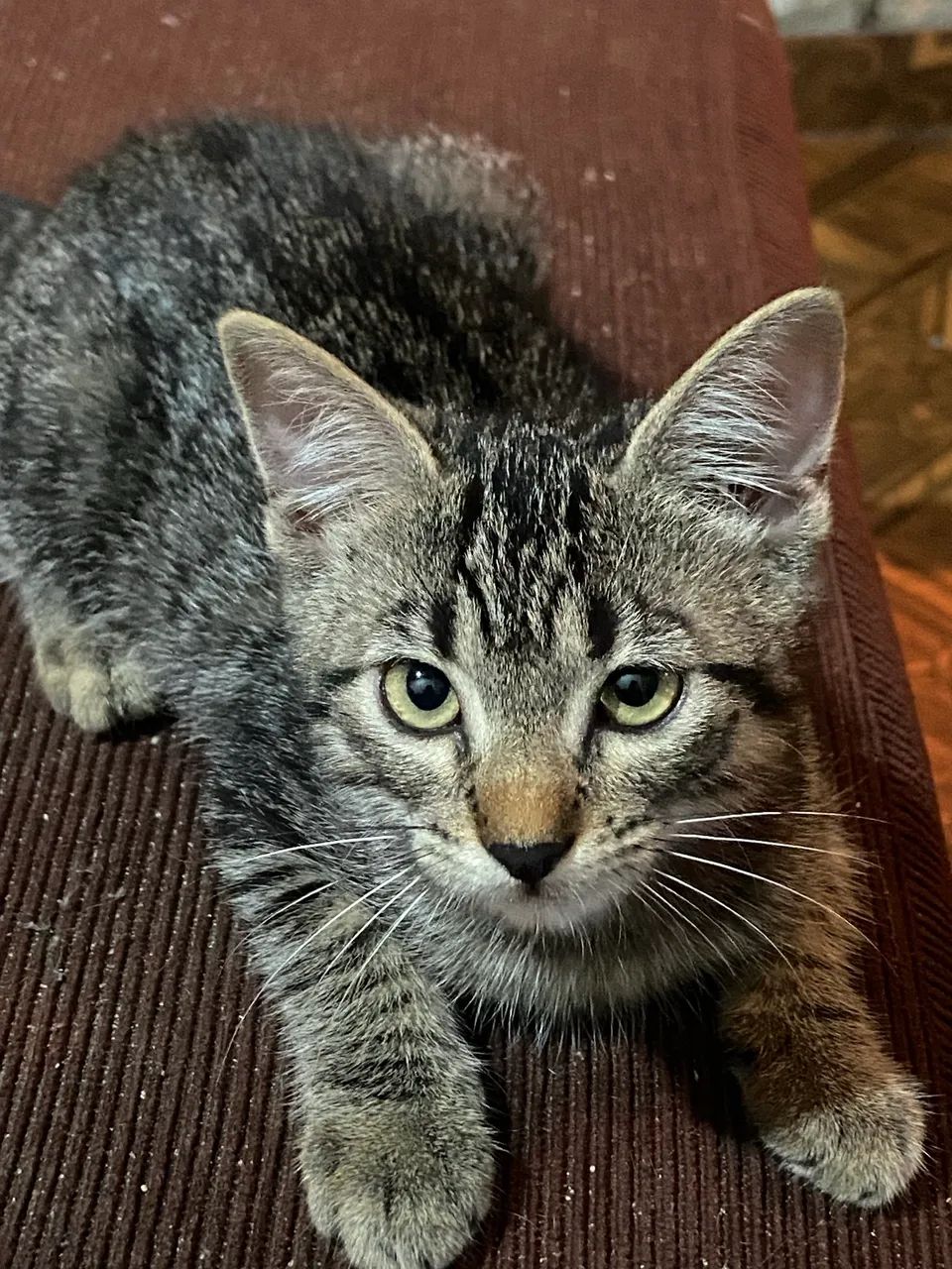 Doação de gatinhas 2 fêmeas a procura de um lar ? - Foto 2