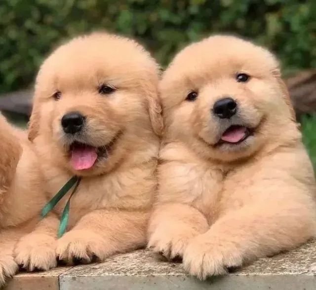 cachorro