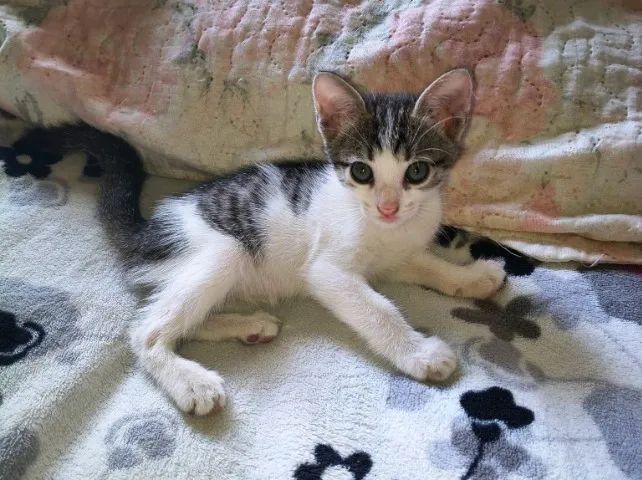 Doação de gatinhas filhotes  - Foto 2