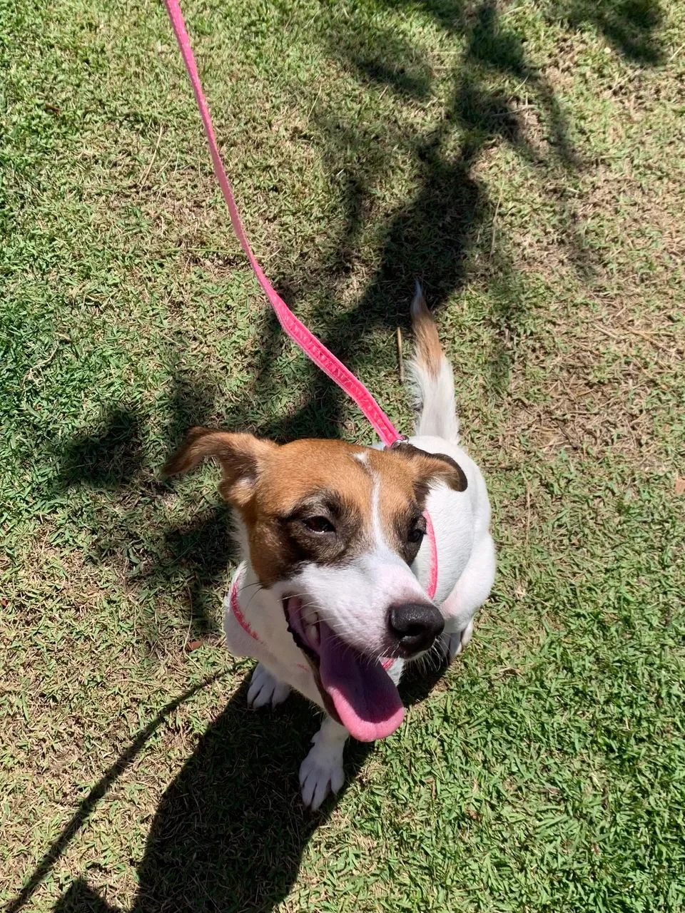 Cadela adoç ão responsável  - Foto 2