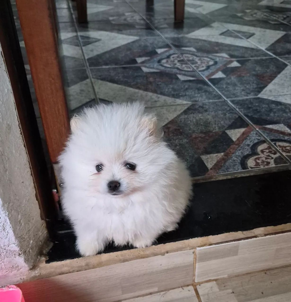 Lulu da Pomerânia!