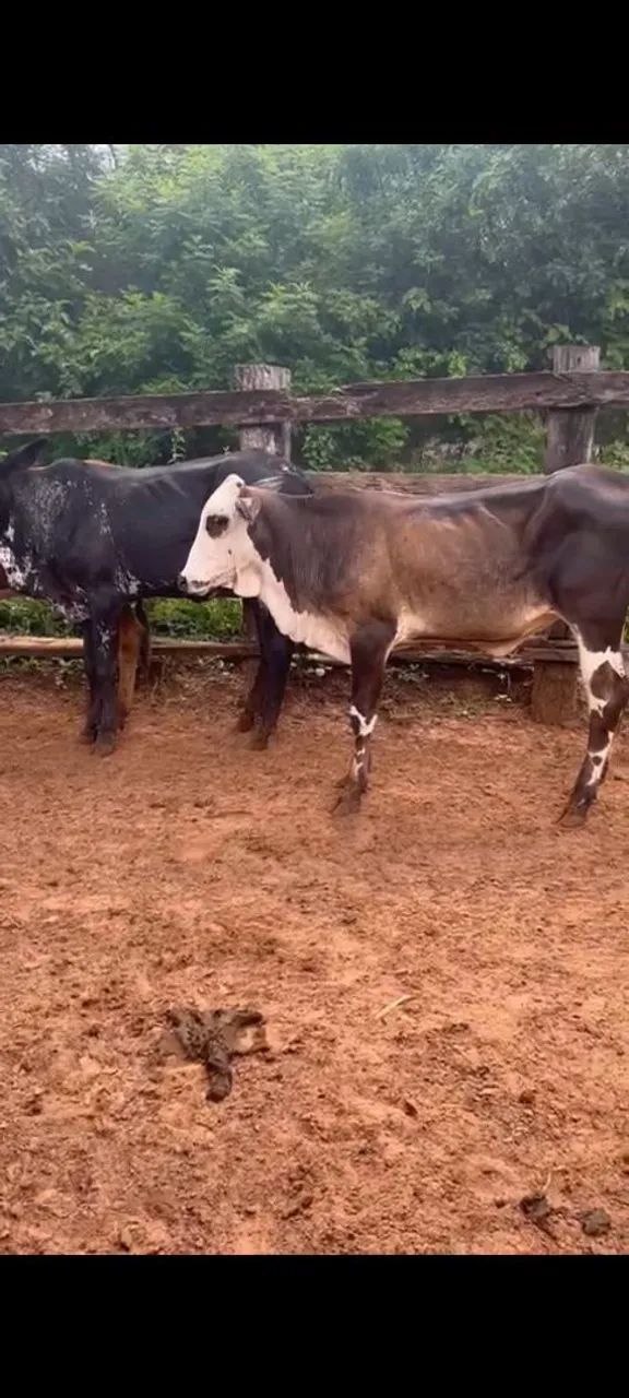 Agro indústria e pecuária 