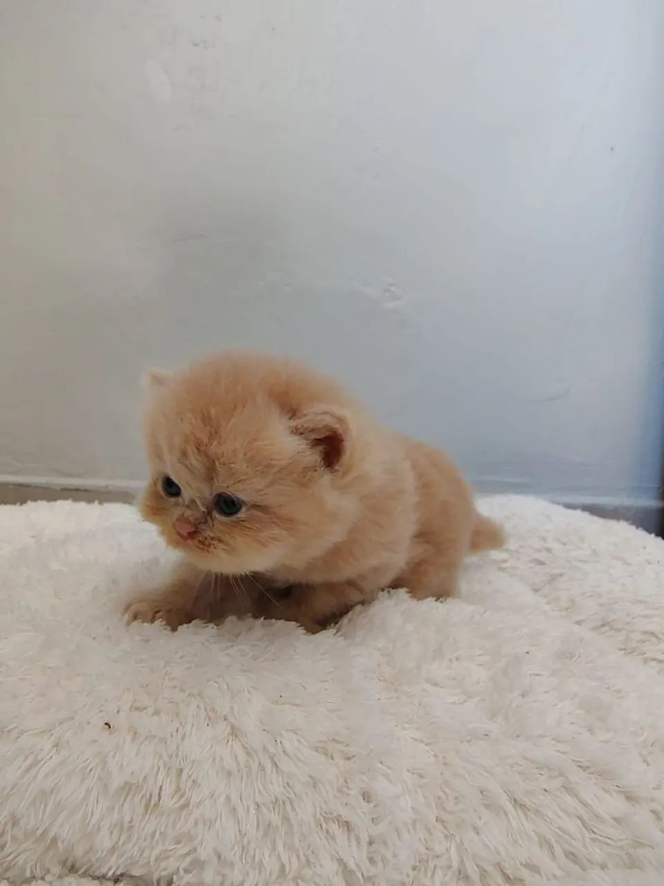 Filhotes de gato persa  - Foto 3
