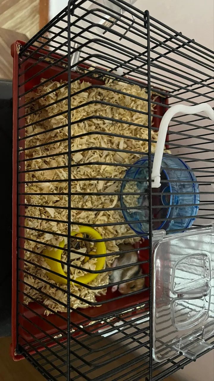 HAMSTER - Foto 2