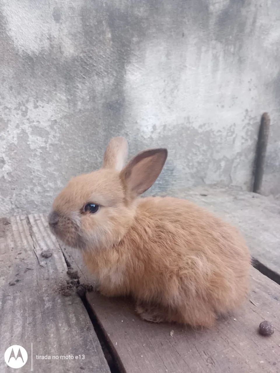 Coelhos  - Foto 2