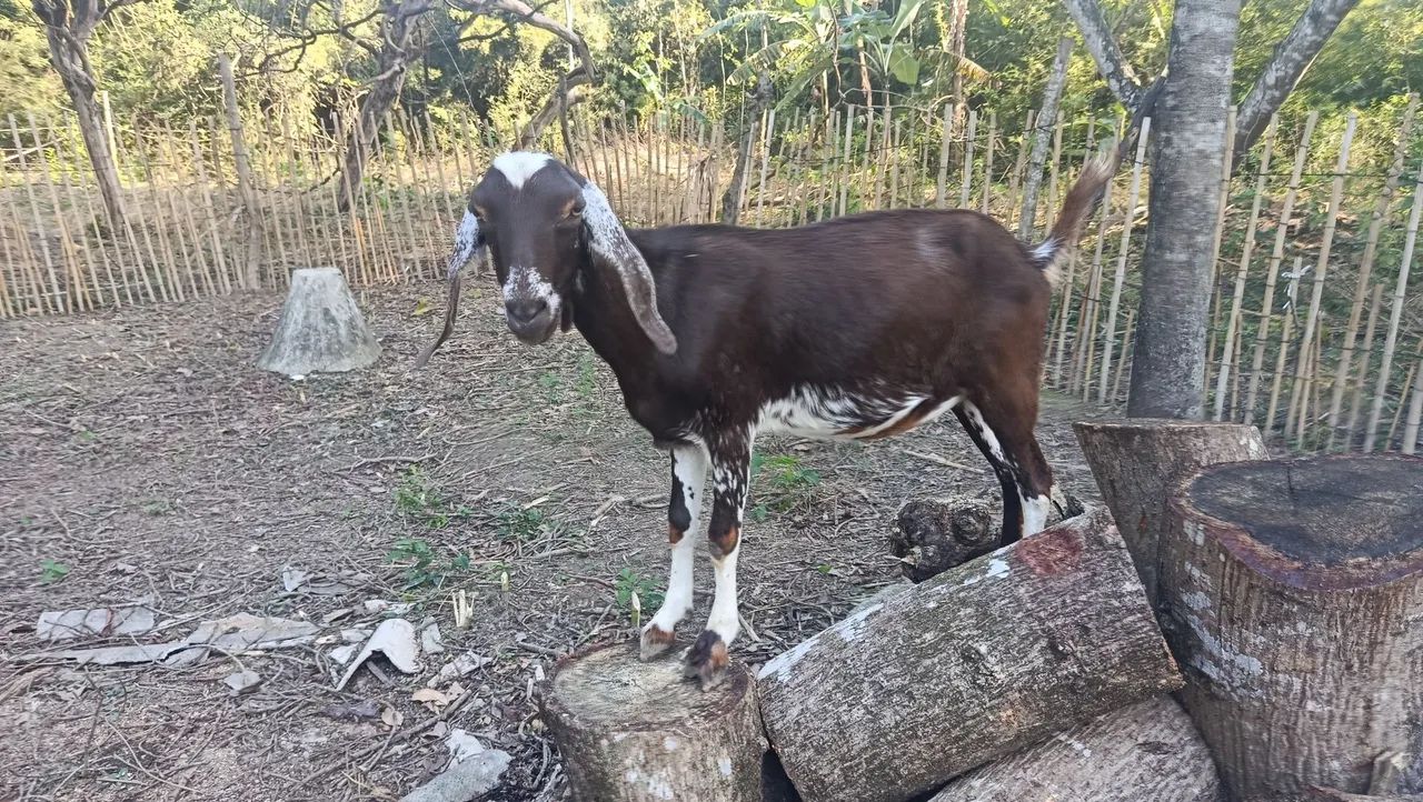 Vende-se uma cabrita 