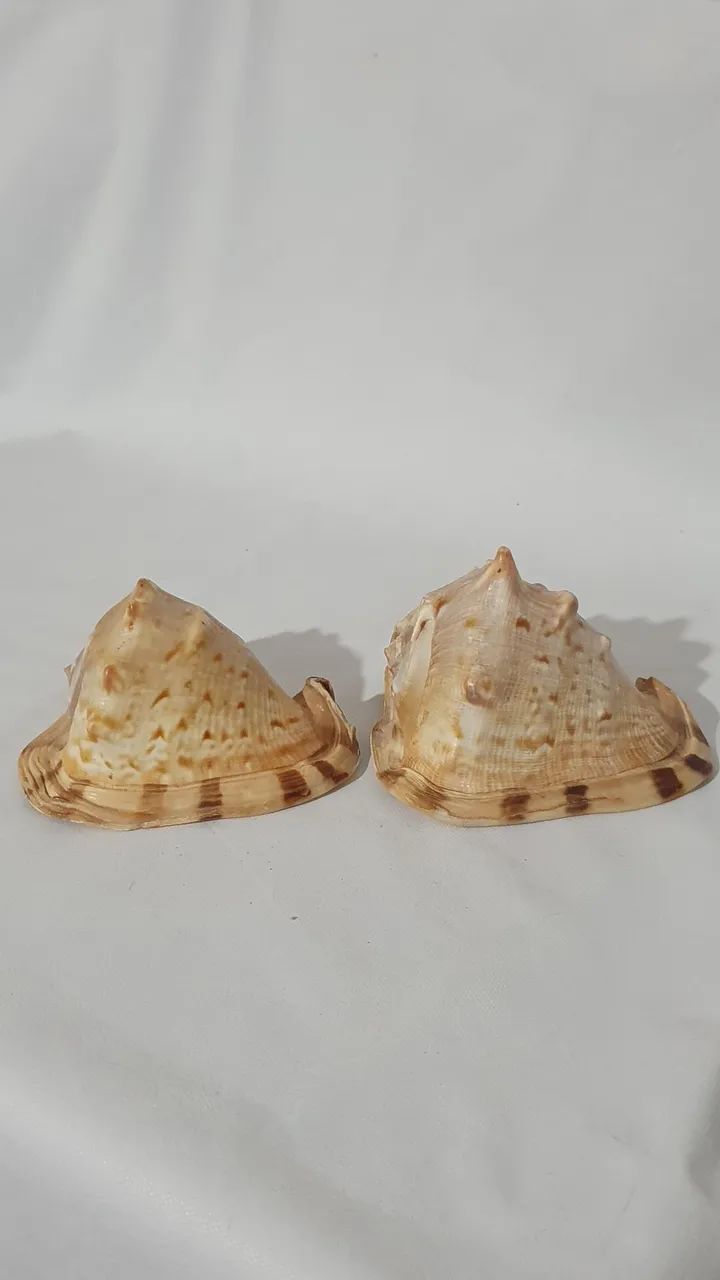 Lote de  2 conchas Marinha cassis tuberosa  - Foto 2