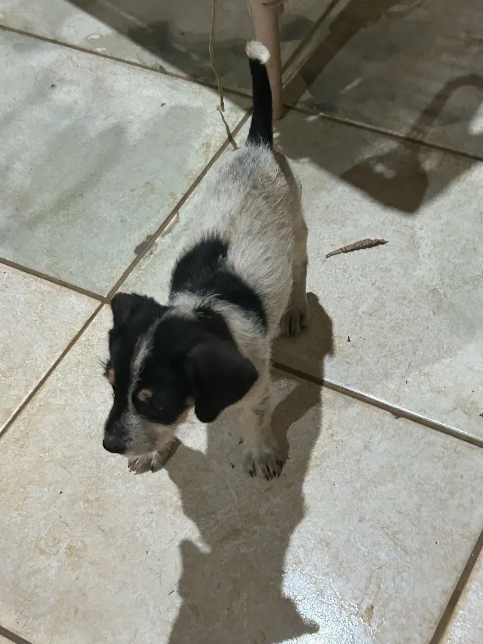 Adote !  - Foto 3
