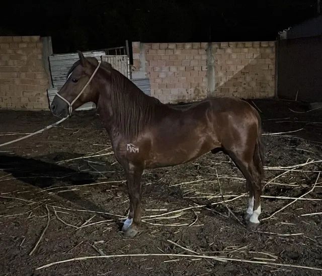 Cavalo Piquira registrado - Foto 2