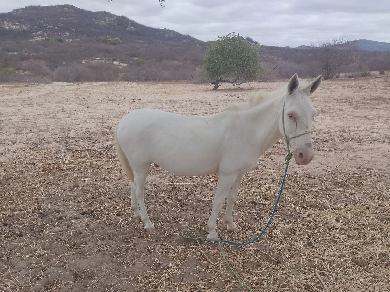 Vendo burro manso - Foto 4