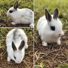 Coelhos Standard - Filhotes - Foto 6