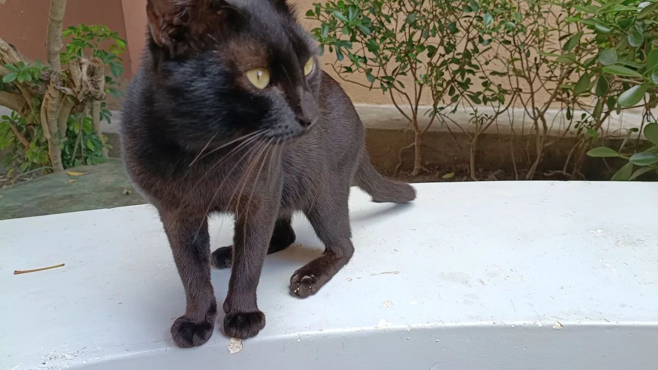 Pantera esperando uma adoção responsável! 