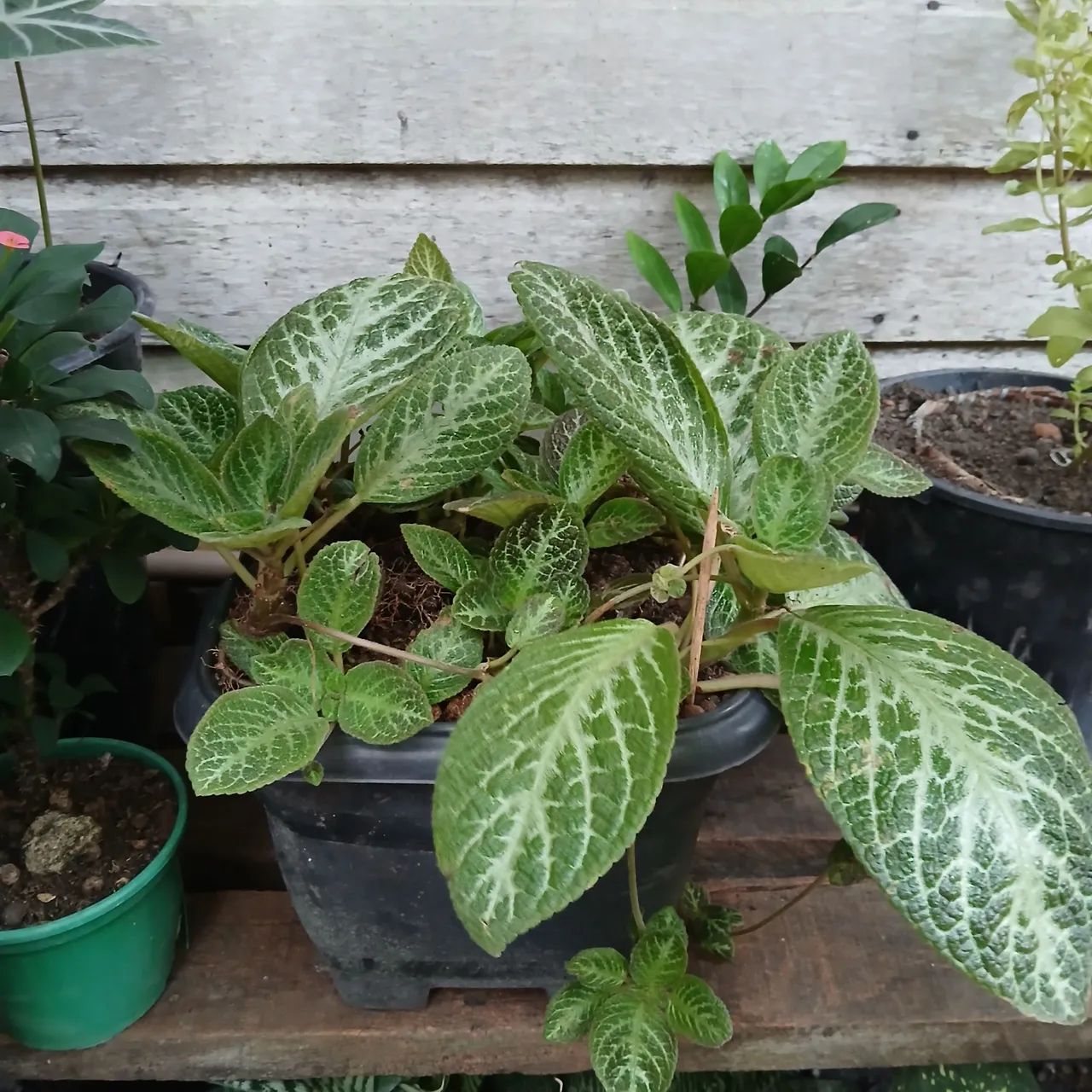 Plantas - Foto 3