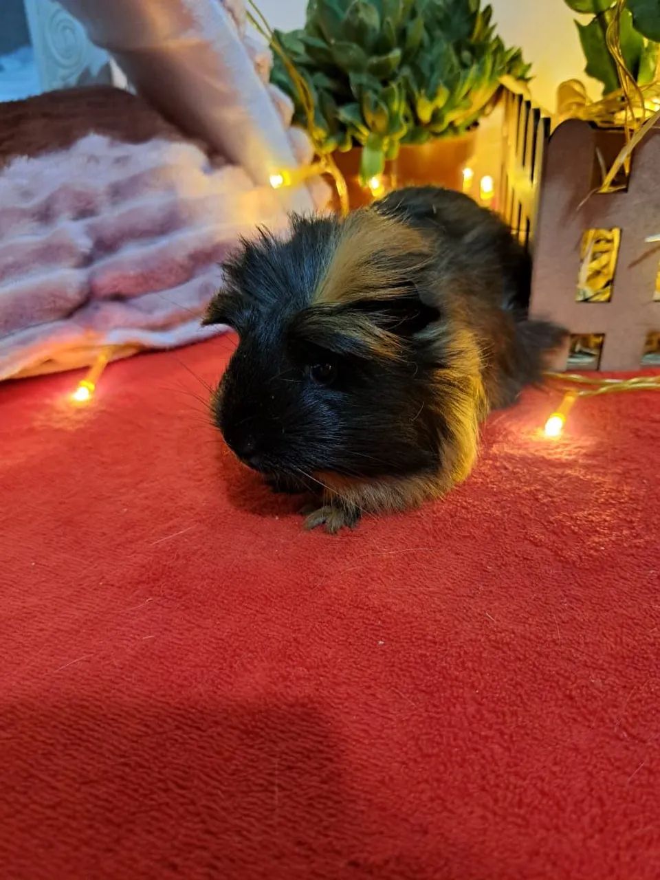 Porquinho da índia várias raças  - Foto 4