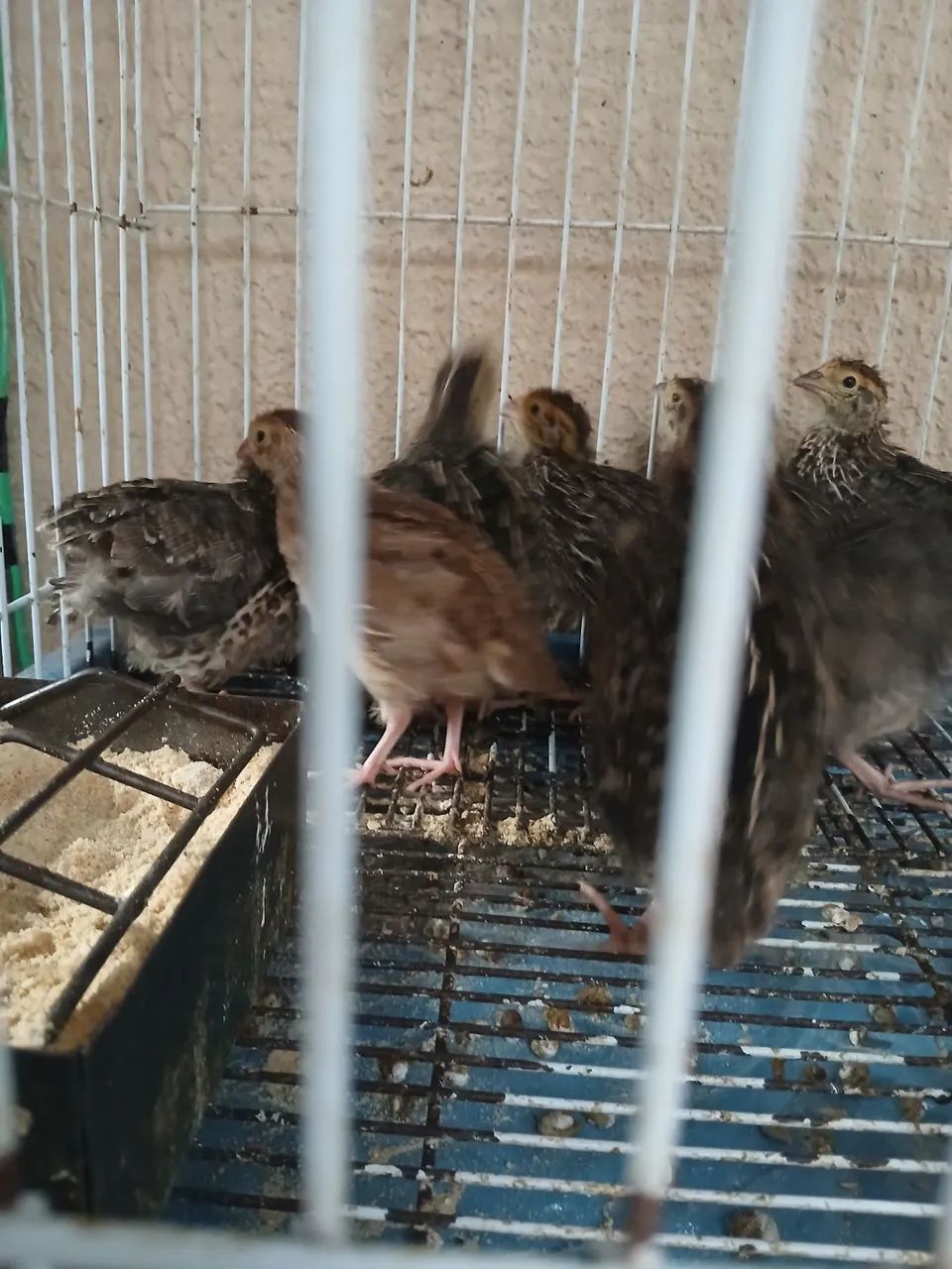 Vendo lote com 10 codornas Japonesas 