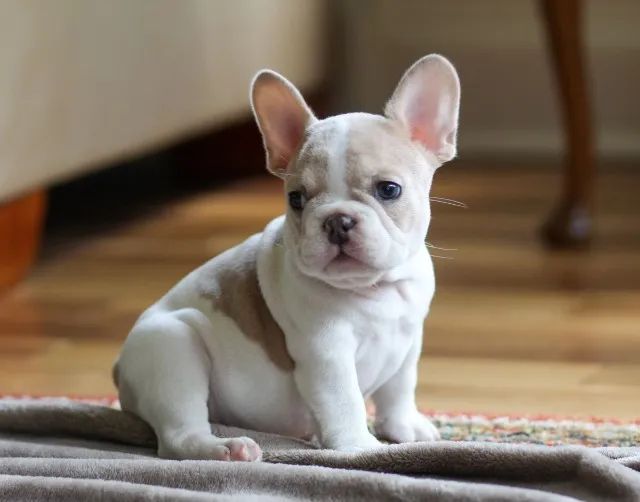 Bulldog frances robusto