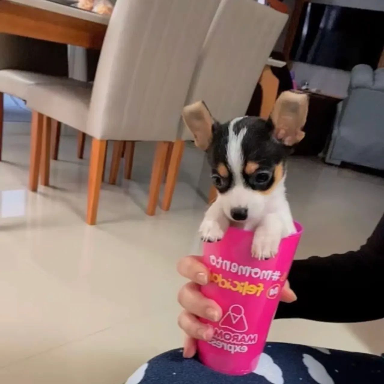 Pinscher zero - Foto 4