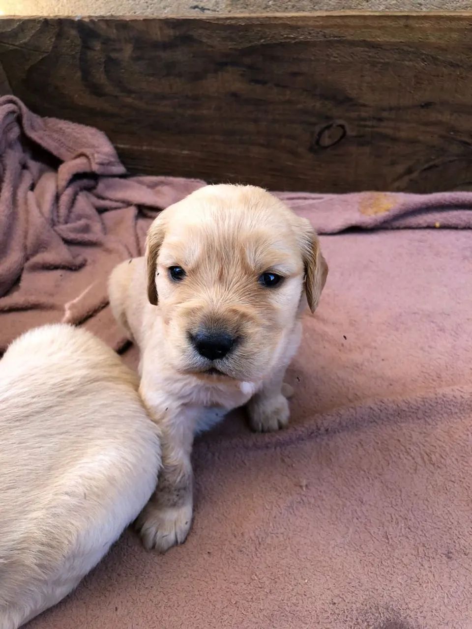 Golden Retriever  - Foto 2