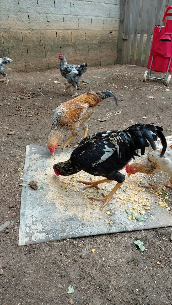 Venda de galos caipiras pra reprodução.  - Foto 2
