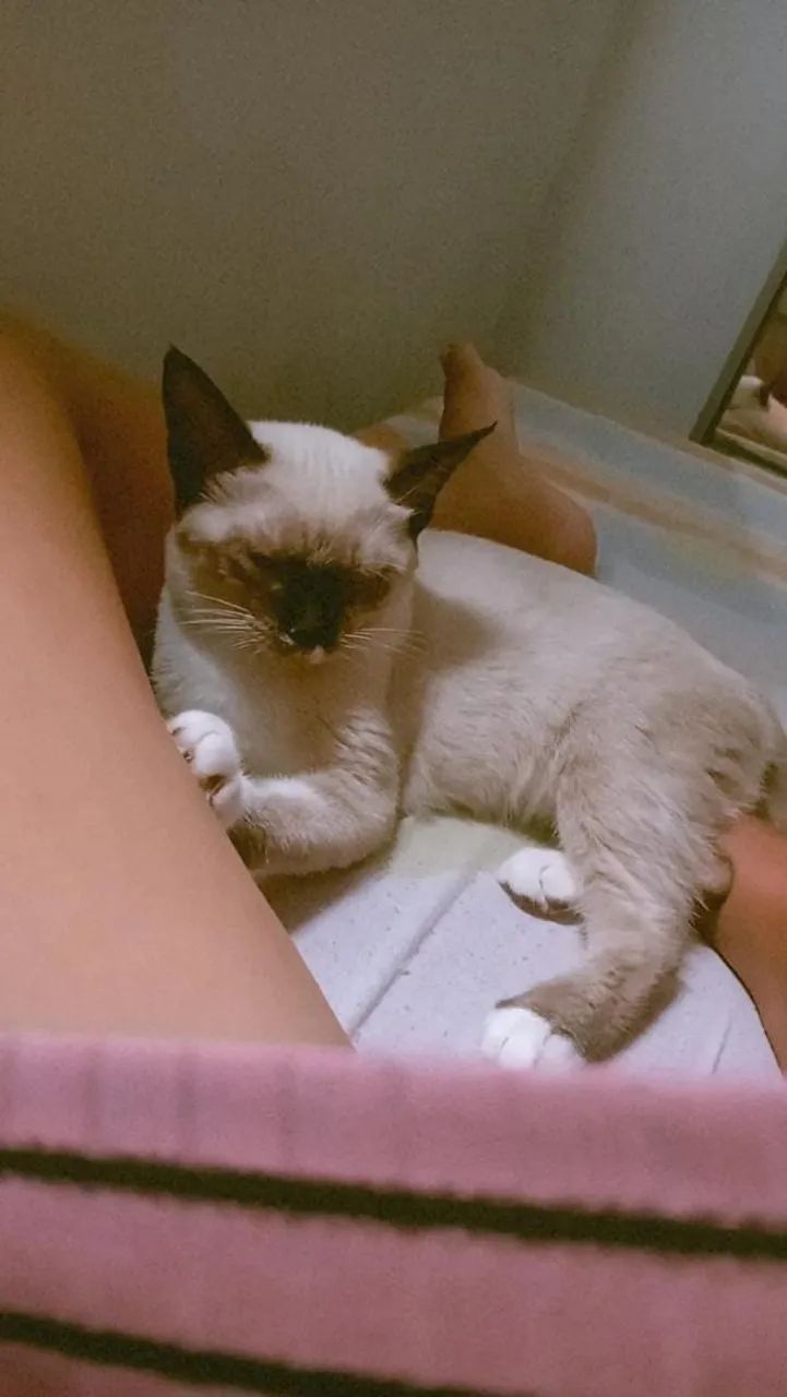 Doação responsável (gata castrada) - Foto 3